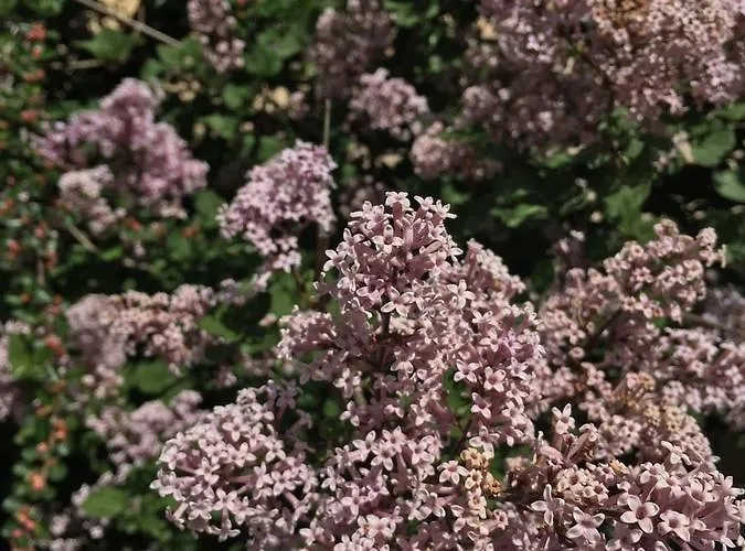 Arina ゲストハウス